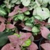 Pink & White Caladium Mix