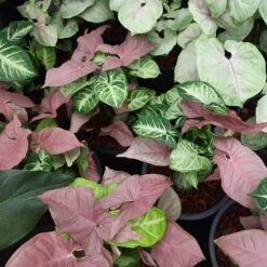 Pink & White Caladium Mix