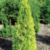 Polar Gold® Arborvitae - Thuja - Evergreen - Proven Winners - 4" Pot