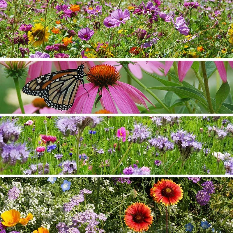 Buzz & Flutter Pollinator Wildflower Seed Collection - Image 2