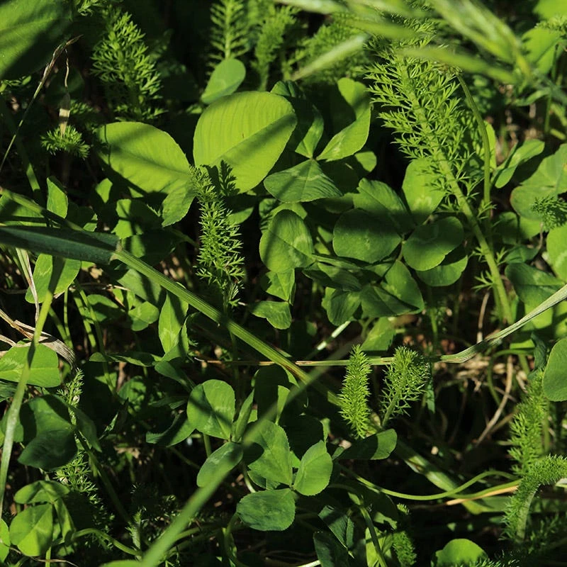 Pollinator Paradise Flowering Lawn Seed Mix - Image 2