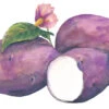 Caribe Seed Potato