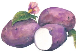 Caribe Seed Potato