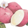 Dark Red Norland Seed Potato