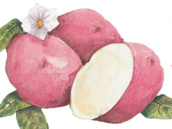 Dark Red Norland Seed Potato