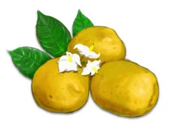 Keuka Gold Potato