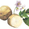 Yukon Gold Seed Potato