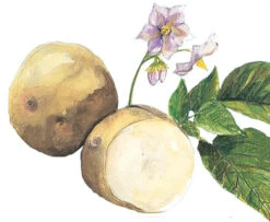 Yukon Gold Seed Potato