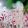 Prairie Smoke