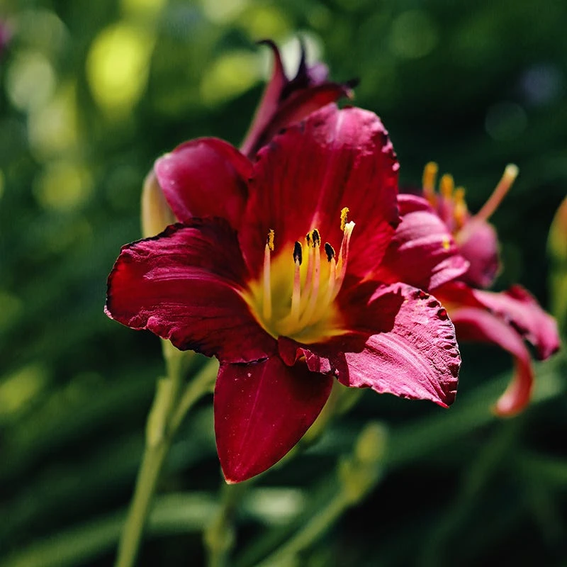 Prelude To Love Reblooming Daylily - Image 2