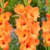 Prince Of Orange Gladiolus