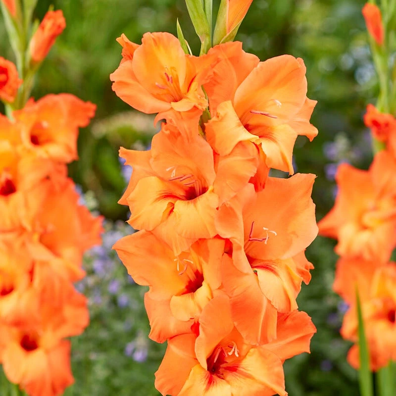 Rainbow Gladiolus Collection - Image 5