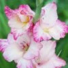 Priscilla Gladiolus