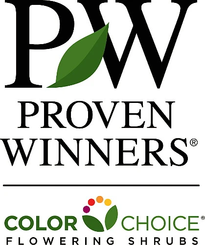 Show Off Starlet® Forsythia - Compact - Hardy - Proven Winners - 4" Pot - Image 3