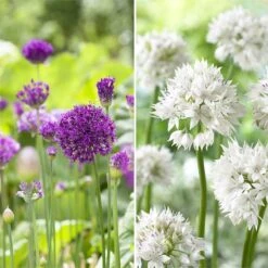 Purple Blend Allium Mix