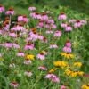 Black Eyed Susan & Purple Coneflower Seed Combo