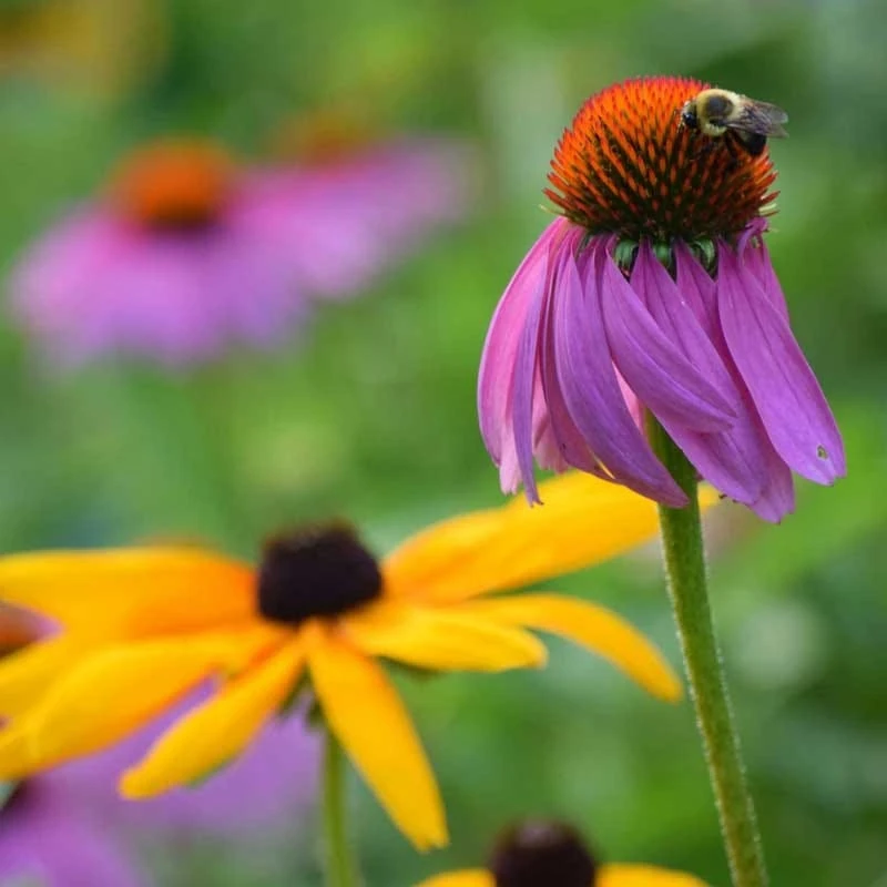 Black Eyed Susan & Purple Coneflower Seed Combo - Image 2