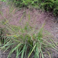 Purple Love Grass