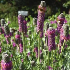 Purple Prairie Clover