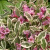 My Monet Purple Effect® Weigela - Proven Winners - 4" Pot