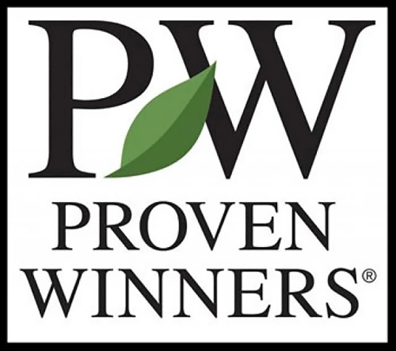 Glitters & Glows® Arrowwood Viburnum Shrub - Proven Winners - 4" Pot - Image 4