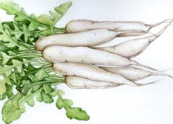 Daikon, Miyashige White Fall Radish
