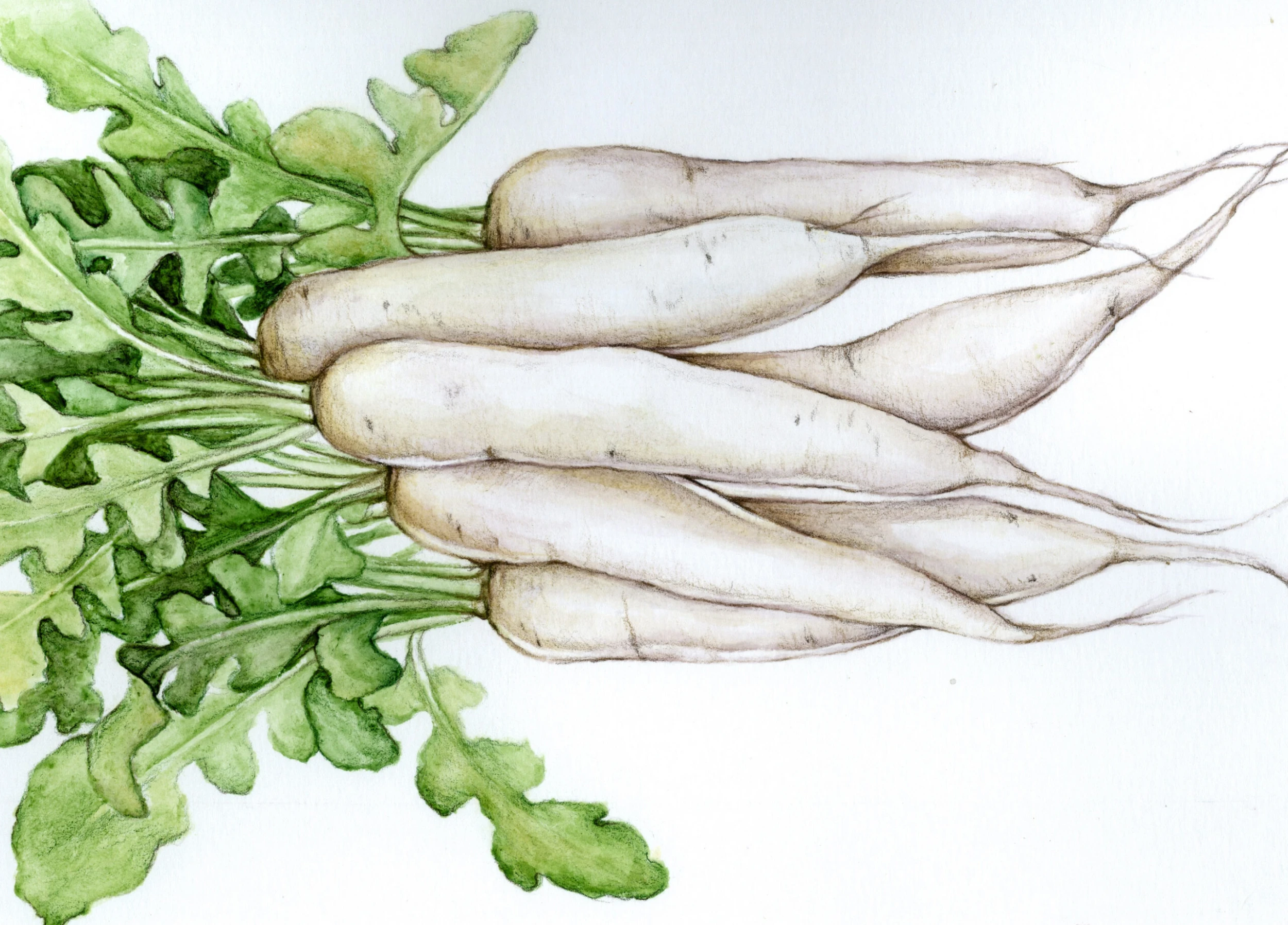 Daikon, Miyashige White Fall Radish