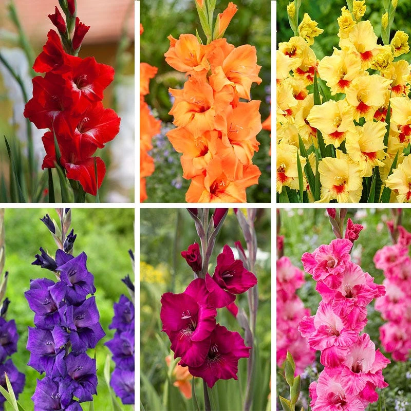 Rainbow Gladiolus Collection - Image 3