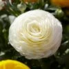 Tecolote White Ranunculus
