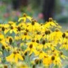 Yellow Prairie Coneflower Seeds