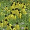 Grey Headed Coneflower Seeds