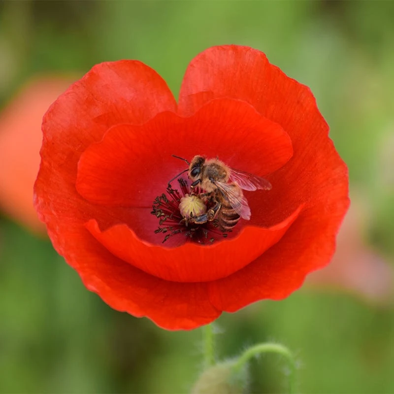 Red Poppy Seeds - Image 6