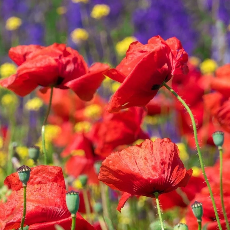 Red Poppy Seeds - Image 9