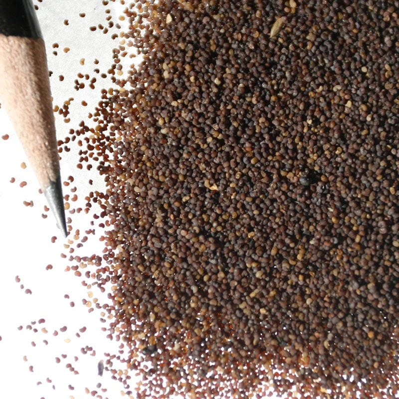 Red Poppy Seeds - Image 4