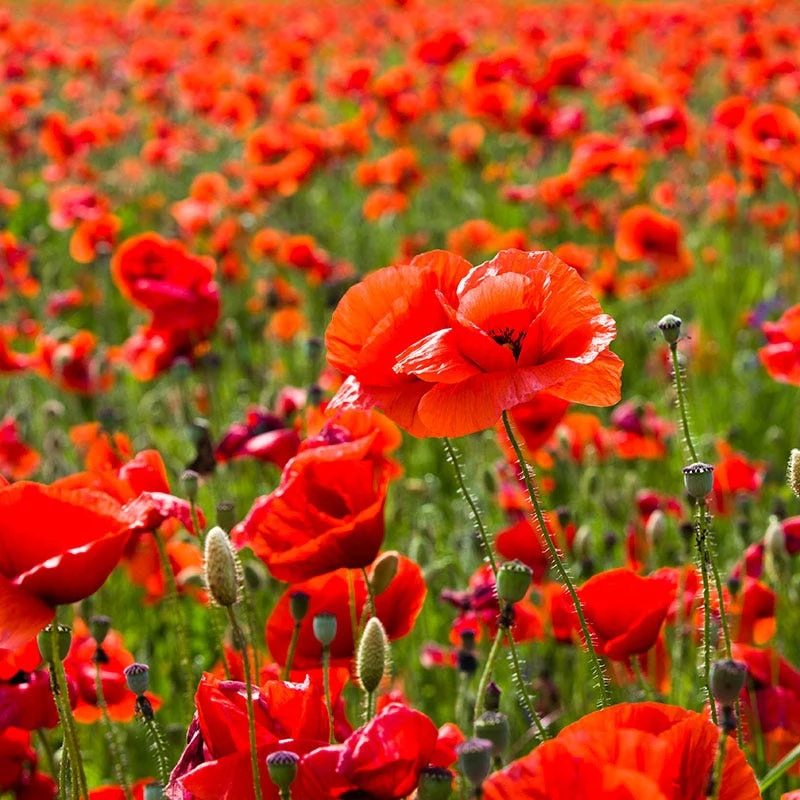 Red Poppy Seeds - Image 2