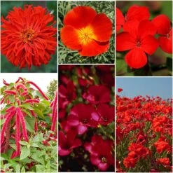 Red Wildflower Seed Mix