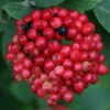 Red Balloon™ Viburnum Shrub - Proven Winners