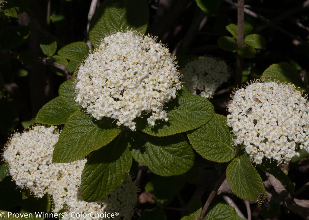 Red Balloon™ Viburnum Shrub - Proven Winners - Image 2