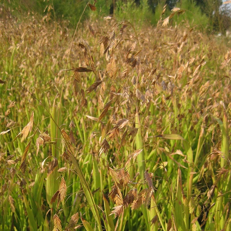 Northern Sea Oats - Image 4