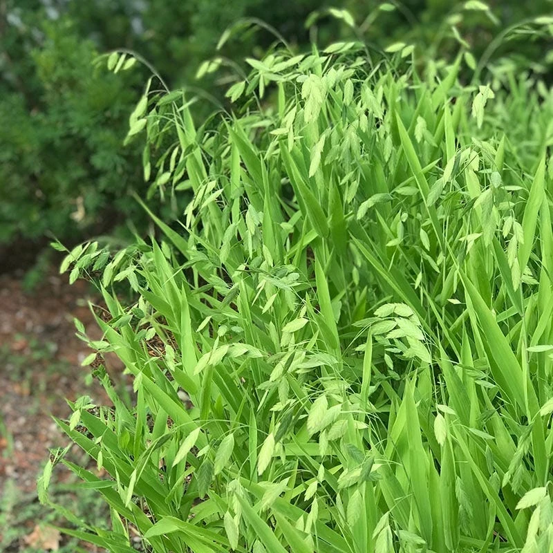 Northern Sea Oats - Image 2