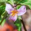 Rose Trillium
