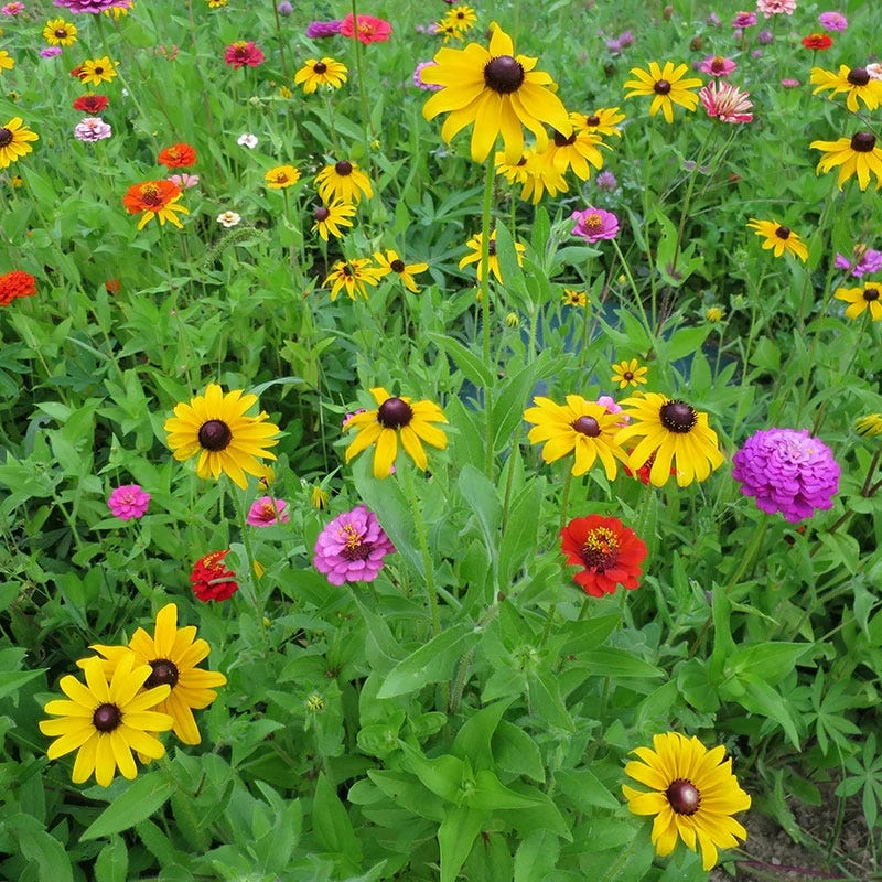 Black Eyed Susan Seeds - Image 8