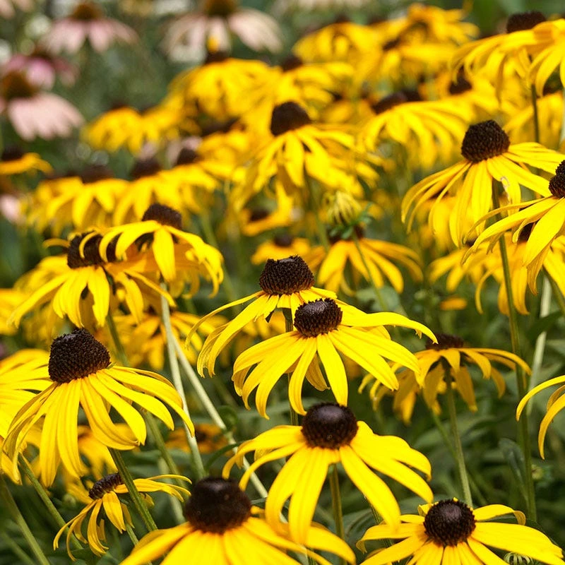 Black Eyed Susan Seeds - Image 5