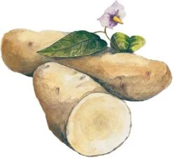 Russian Banana Fingerling Seed Potato