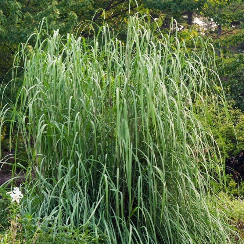Hardy Pampas Grass - Image 2