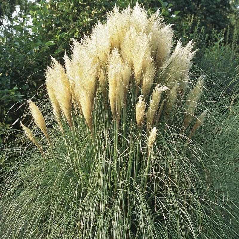 Hardy Pampas Grass
