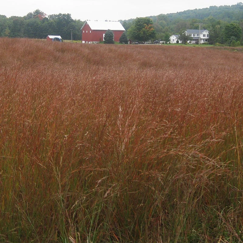 Little Bluestem Grass Seeds - Image 2