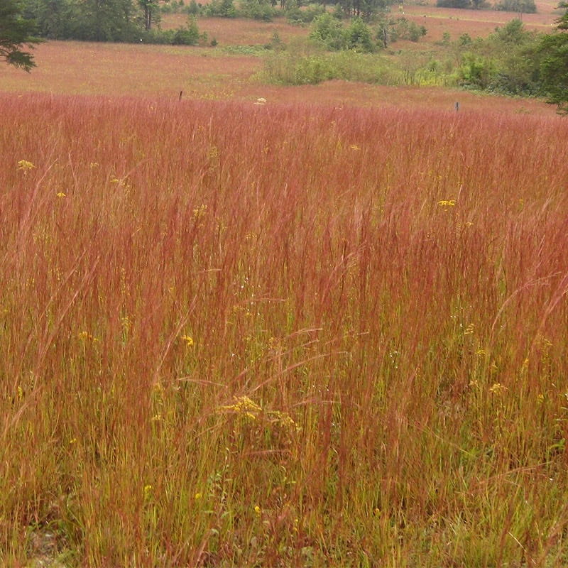 Little Bluestem Grass Seeds - Image 4