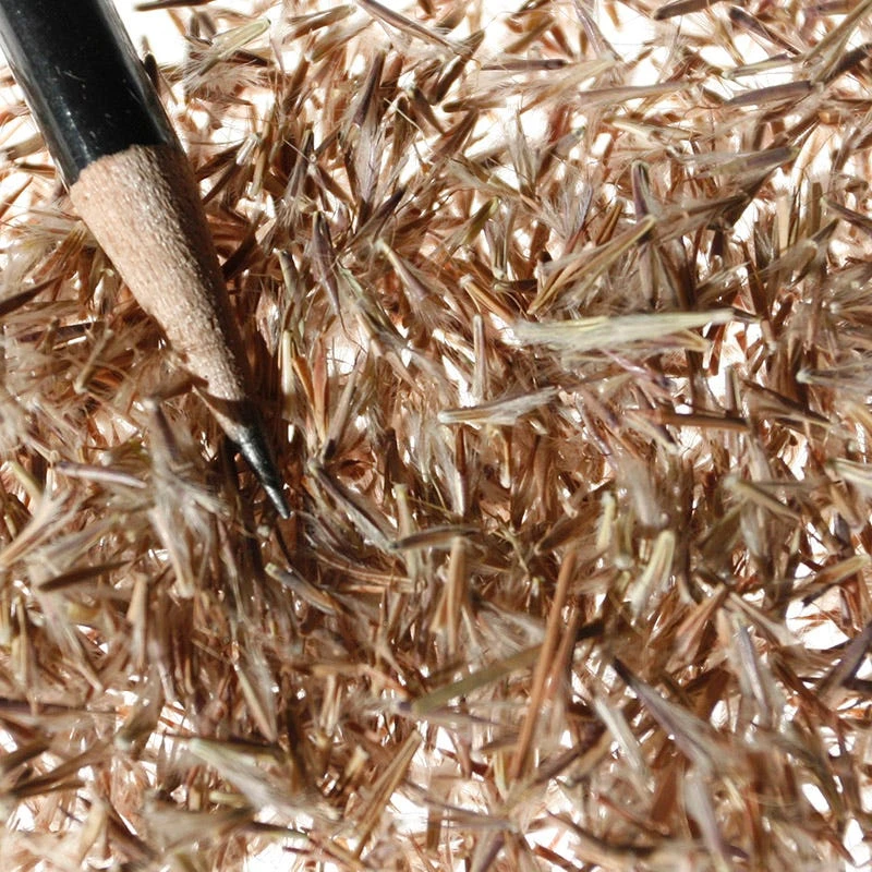 Little Bluestem Grass Seeds - Image 5