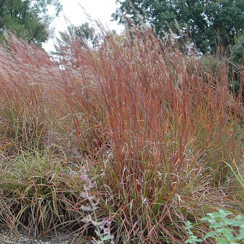 Little Bluestem Grass Seeds